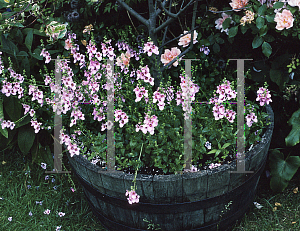 Picture of Diascia flanaganii 