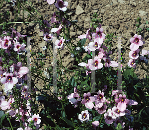 Picture of Diascia flanaganii 