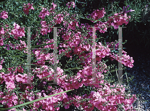 Picture of Diascia integerrima 