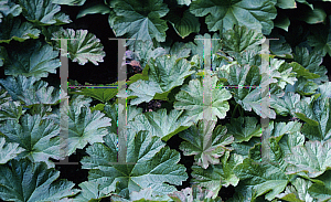 Picture of Darmera peltata 'Nana'