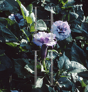 Picture of Datura innoxia 