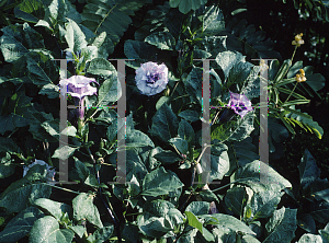 Picture of Datura innoxia 