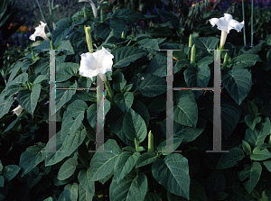 Picture of Datura metel 