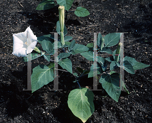 Picture of Datura metel 