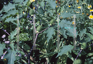 Picture of Datura metel 