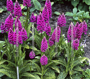 Picture of Dactylorhiza braunii 