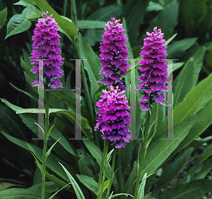 Picture of Dactylorhiza braunii 