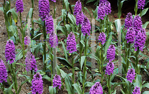 Picture of Dactylorhiza elata 