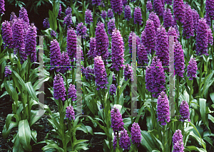 Picture of Dactylorhiza elata 