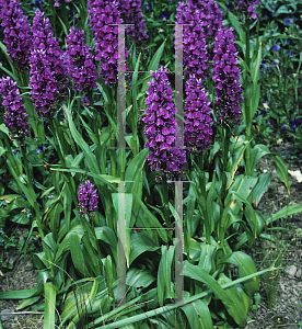 Picture of Dactylorhiza elata 