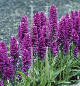 Picture of Dactylorhiza foliosa 