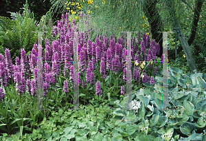 Picture of Dactylorhiza x grandis 