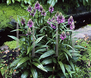 Picture of Dactylorhiza maculata 