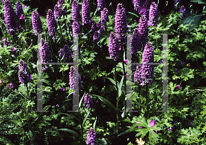 Picture of Dactylorhiza maculata 