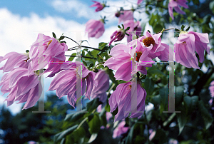 Picture of Dahlia imperialis 