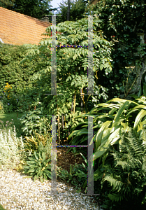 Picture of Dahlia imperialis 