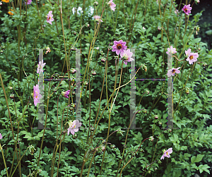 Picture of Dahlia merckii 