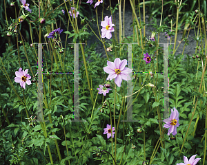 Picture of Dahlia merckii 