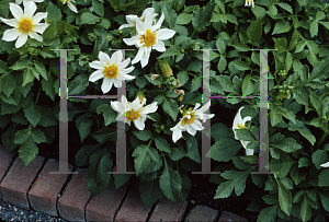 Picture of Dahlia  'Caruso White'