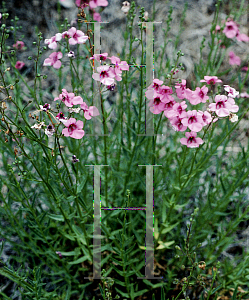 Picture of Diascia integerrima 