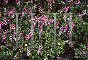 Picture of Diascia rigescens 