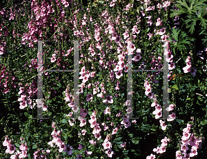 Picture of Diascia rigescens 