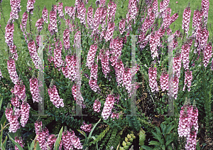 Picture of Diascia rigescens 