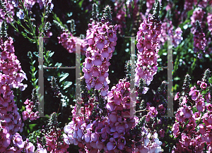 Picture of Diascia rigescens 