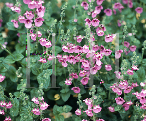 Picture of Diascia fetcaniensis 