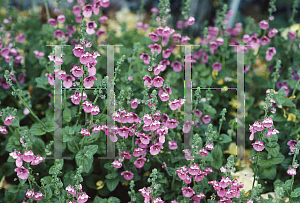 Picture of Diascia fetcaniensis 