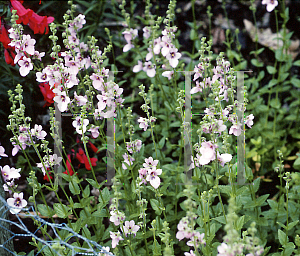 Picture of Diascia stachyoides 