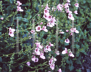 Picture of Diascia vigilis 