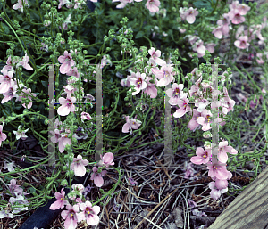 Picture of Diascia vigilis 