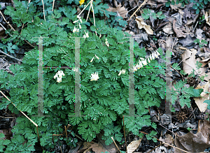 Picture of Dicentra cucullaria 