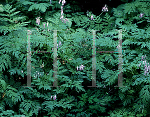 Picture of Dicentra eximia 