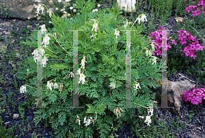 Picture of Dicentra eximia 'Alba'