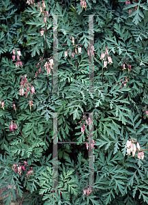 Picture of Dicentra eximia 'Boothman's Pink'