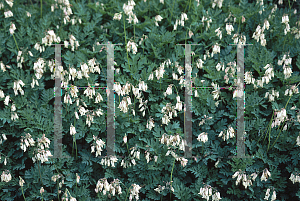 Picture of Dicentra formosa 'Langtrees(Pearl Drops)'
