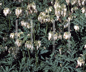Picture of Dicentra eximia 'Snowflakes'
