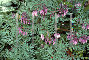 Picture of Dicentra formosa ssp. oregana 