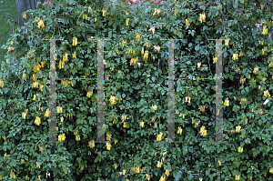 Picture of Dicentra scandens 'Athen's Yellow'