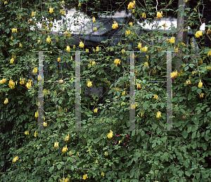 Picture of Dicentra scandens 'Athen's Yellow'