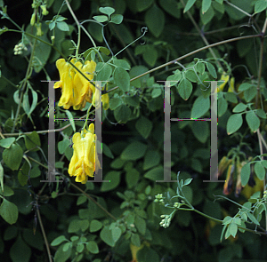 Picture of Dicentra scandens 'Athen's Yellow'