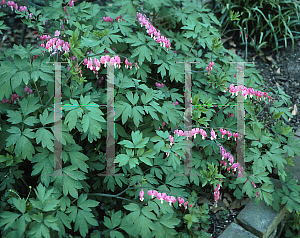 Picture of Lamprocapnos spectabilis 