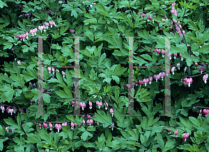 Picture of Lamprocapnos spectabilis 