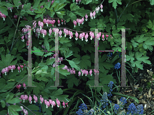 Picture of Lamprocapnos spectabilis 