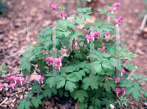 Picture of Lamprocapnos spectabilis 