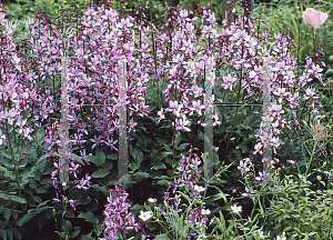 Picture of Dictamnus albus 'Purpureus'