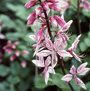 Picture of Dictamnus albus 'Purpureus'