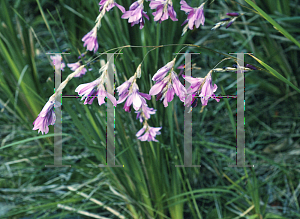 Picture of Dierama hybrida 